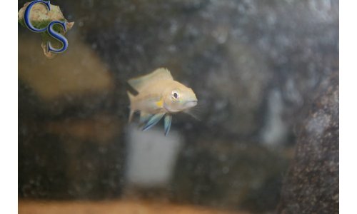 Neolamprologus nigriventris